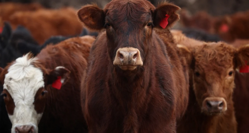Radiografía del mercado ganadero en Estados Unidos
