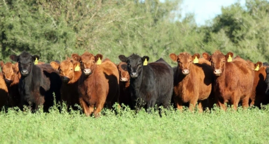 Ganadería: un escenario excepcional y el riesgo latente de quedar nuevamente desacoplados del mundo