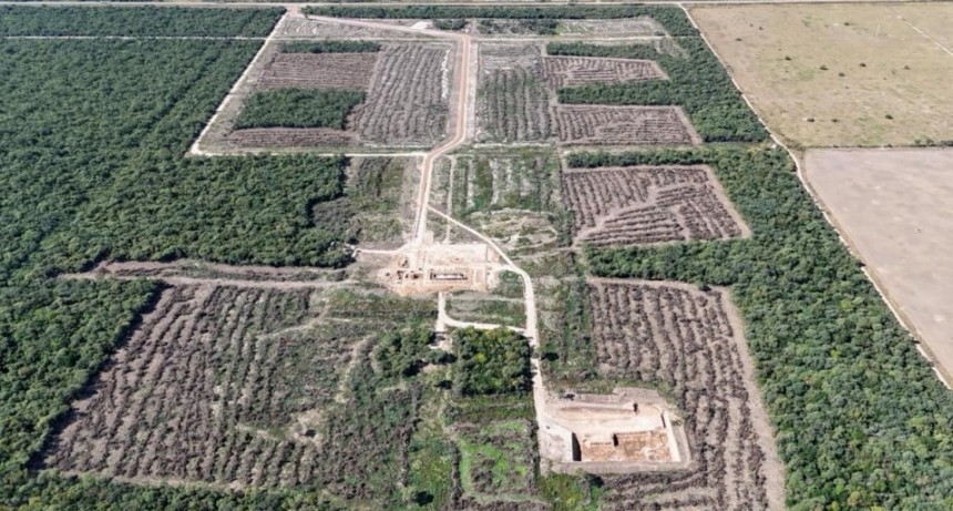 Detuvieron un desmonte ilegal en el norte santafesino