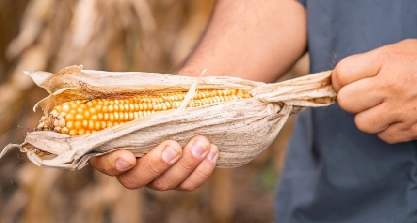 El maíz va por una campaña histórica: por primera vez, podría superar los 60 millones de toneladas