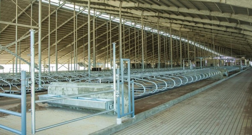 Casi 100 robots y 6.000 vacas: un mega tambo, ultra tecnológico, nace en el oeste de Buenos Aires