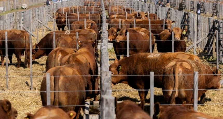 Mercado de invernada: la doble cara de los buenos precios