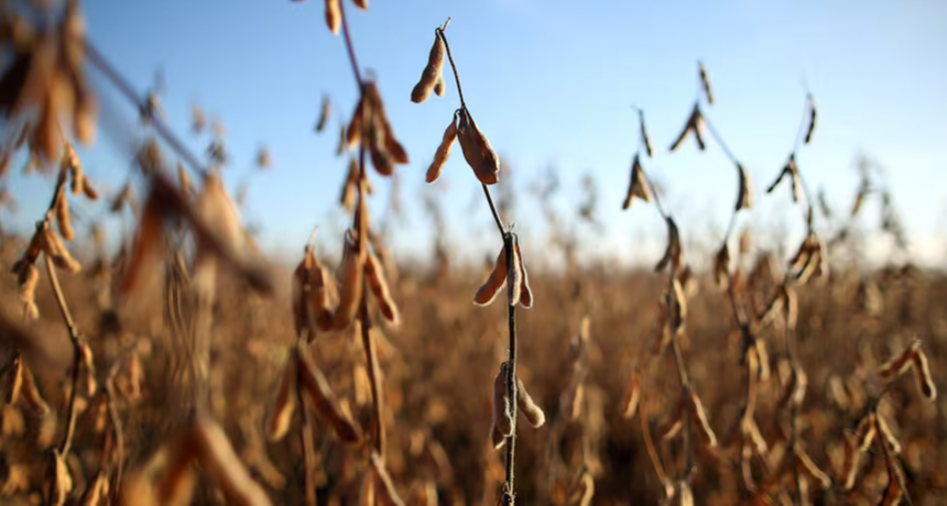 Subi&oacute; US$60: la soja reaccion&oacute; con fuertes alzas tras la eliminaci&oacute;n temporal de las retenciones y se negoci&oacute; un volumen r&eacute;cord en futuros