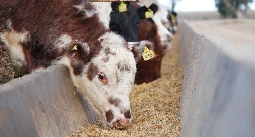 Ma&iacute;z y subproductos de soja sin retenciones: productores de carnes, leche y huevos eval&uacute;an el impacto