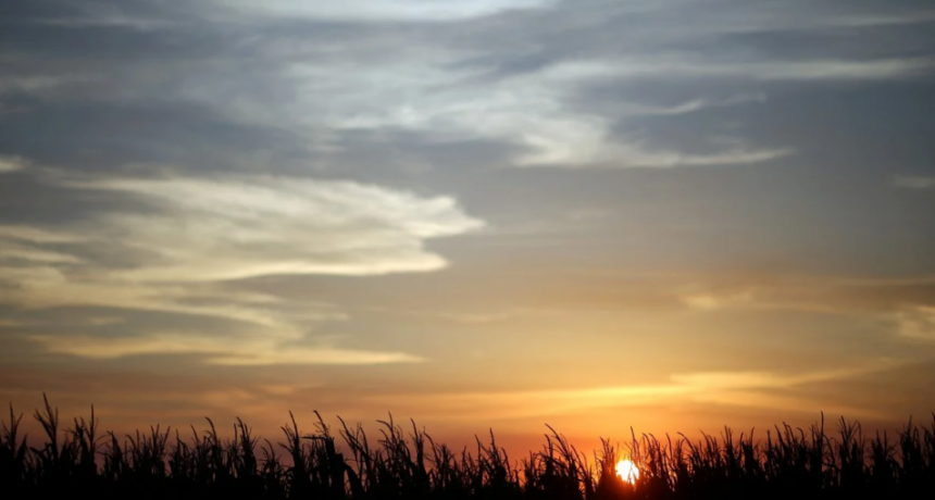 Marcado ascenso térmico, acompañado por precipitaciones escasas en la mayor parte del área agrícola