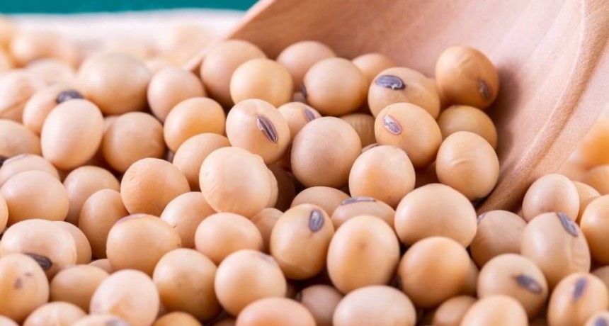 Luz de alerta para la soja: &ldquo;Perdimos prote&iacute;na en los granos y en alg&uacute;n momento nos van a penalizar&rdquo;