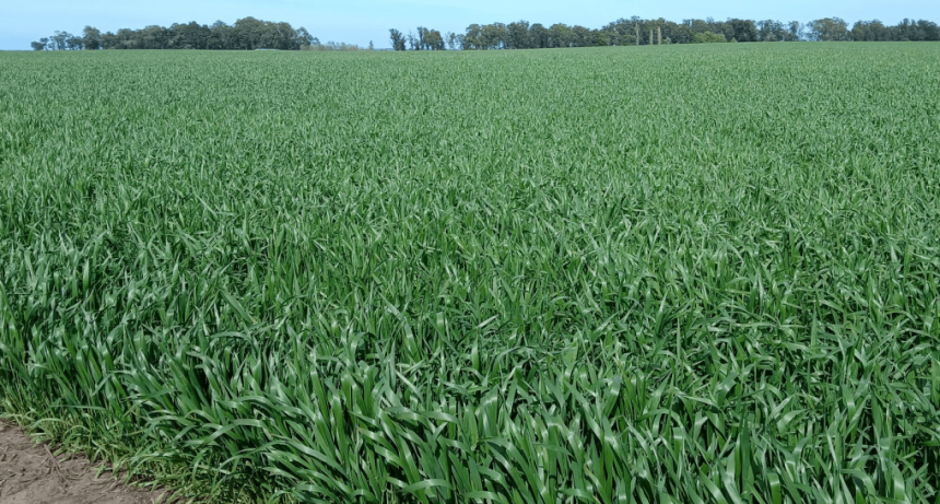 Trigos con potencial de 80 qq/ha: &ldquo;Hace a&ntilde;os que no llegaban as&iacute; a las semanas previas a floraci&oacute;n&rdquo;