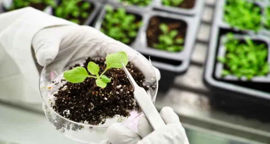 Desarrollo biotecnológico argentino para aumentar rindes obtuvo patente internacional 