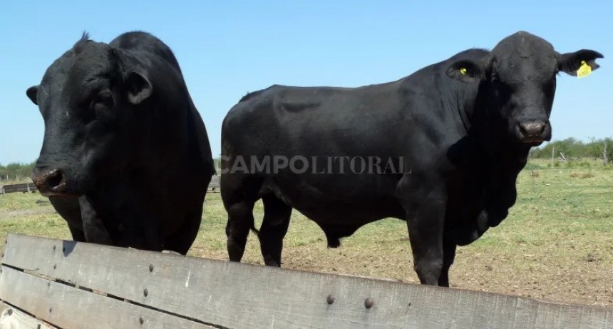 En kilos de ternero, los toros están en lo más alto en más de una década 