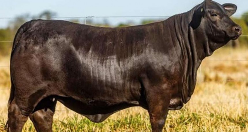 Una ternera Brangus en $3 millones, fue el valor más alto del remate en Quimilí
