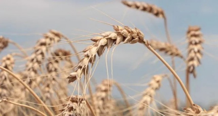 Hist&oacute;rica sequ&iacute;a: en el sur de Santa Fe se perder&aacute; la cosecha de 130 mil hect&aacute;reas de trigo