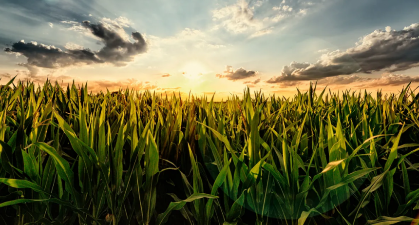 El consumo de fertilizantes en maíz y trigo caería 27% 