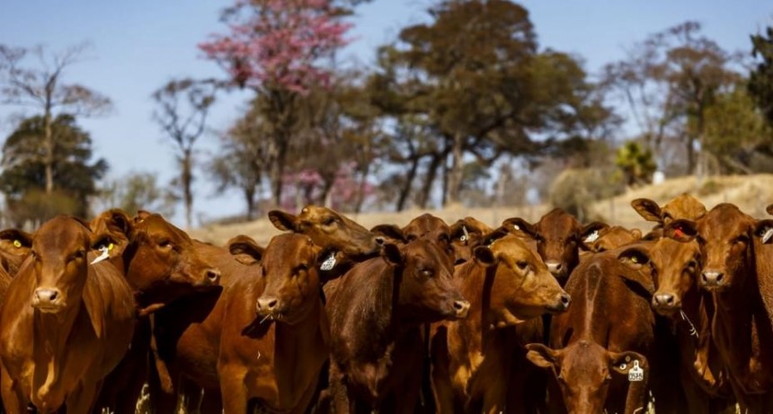 Reúnen mil vientres en Santiago para llevar el brangus colorado a todas las regiones
