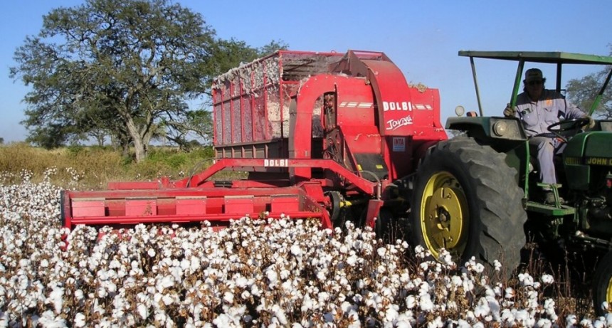 La provincia informa que se encuentra disponible una línea de créditos sin interés para productores algodoneros