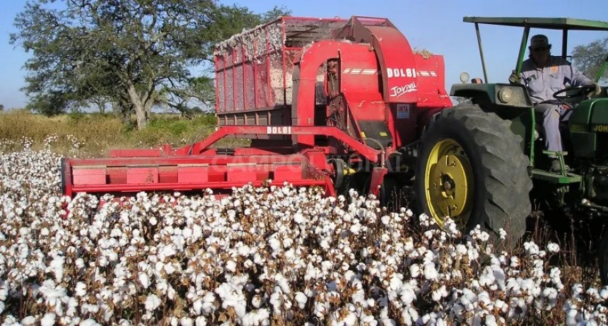  Créditos para la producción algodonera 
