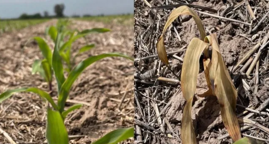 Clima de extremos: altas temperaturas y heladas tardías le pegan a los campos de la región