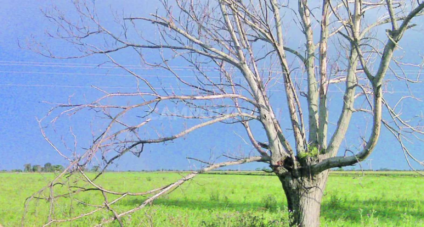 Carbono cero en el agro: beneficios y ventajas 