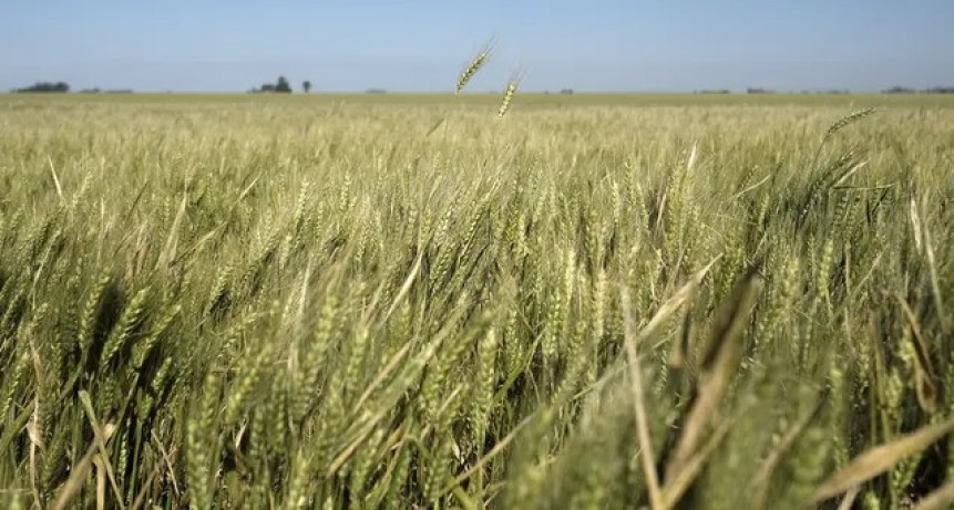 El gobierno se preocupa por la sequía pero dice que no faltará trigo