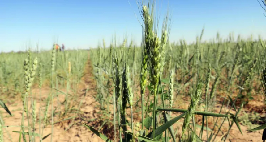 Piden la Emergencia Agropecuaria y financiamiento para productores afectados por el clima 