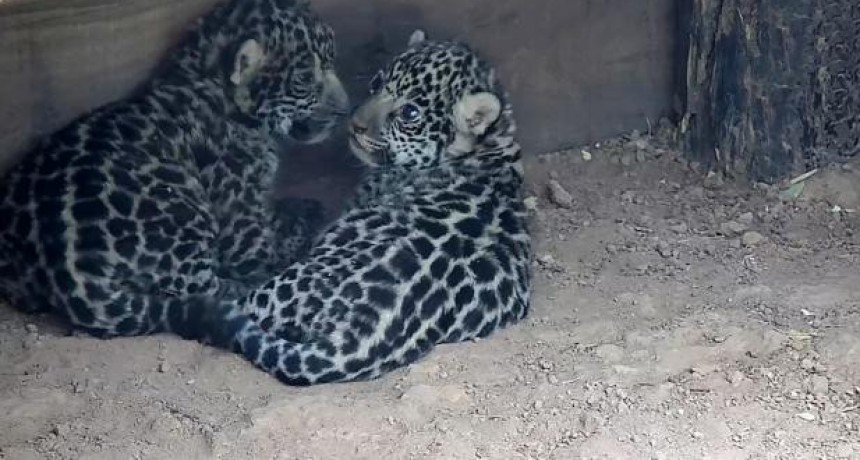 Nacieron en El Impenetrable chaqueño dos yaguaretés que serán trasladados al Iberá