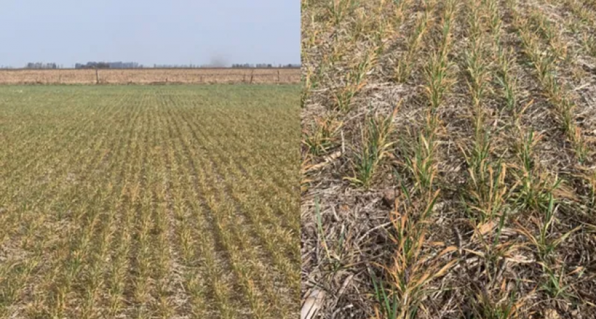 La producción de trigo en la región central caerá 83%