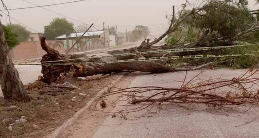 Quimilí: el fuerte viento provocó la caída de árboles y postes