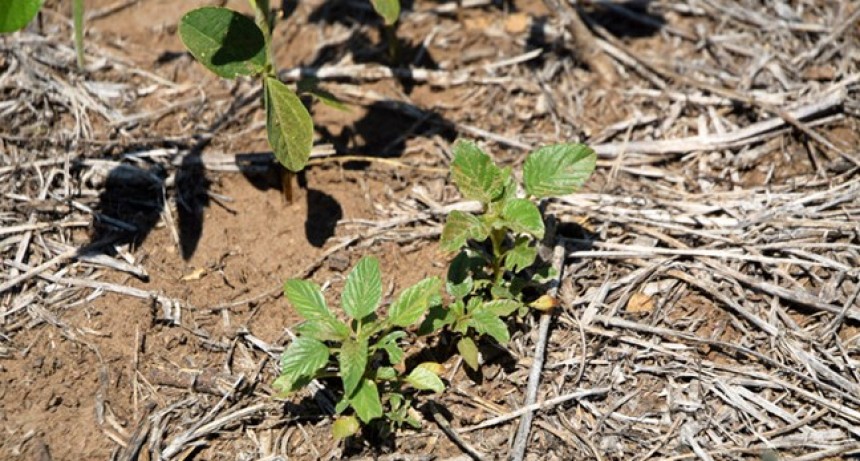 Malezas: primer y único herbicida en Sudamérica que aguanta hasta que llueva