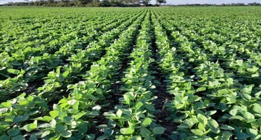 La soja: el principal producto argentino