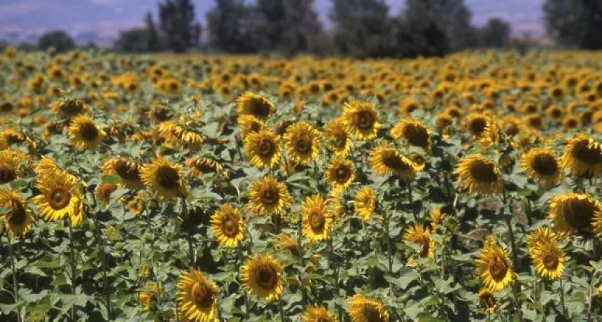 Por falta de lluvias se sembraría menos maíz y girasol en el centro-norte de Santa Fe