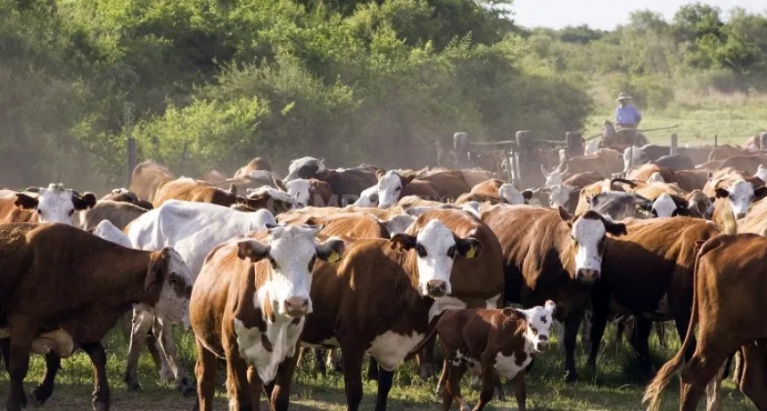  Alerta amarilla: la ganadería santafesina a las puertas de una liquidación de stock