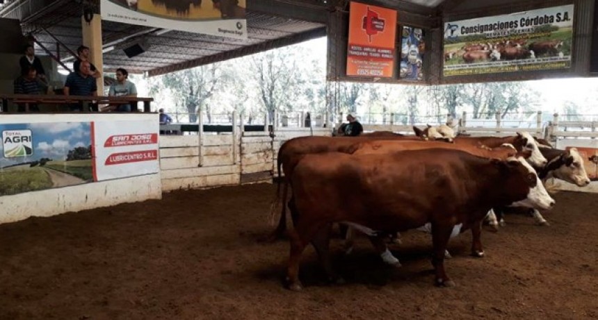 Precios de hacienda en C&oacute;rdoba: los terneros de invernada superaron la barrera de los $ 1.000