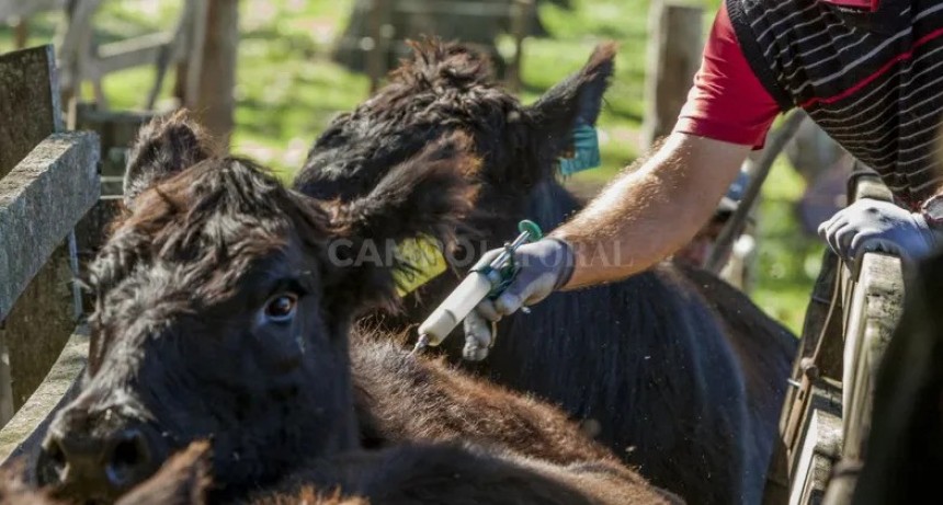  Rigen medidas excepcionales para la vacunación antiaftosa en Santa Fe
