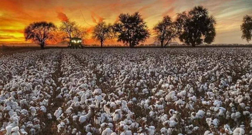  Comenzó la siembra del algodón 