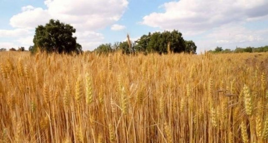 Falta de lluvias profundiza el deterioro de los trigales en el centro y norte de Santa Fe