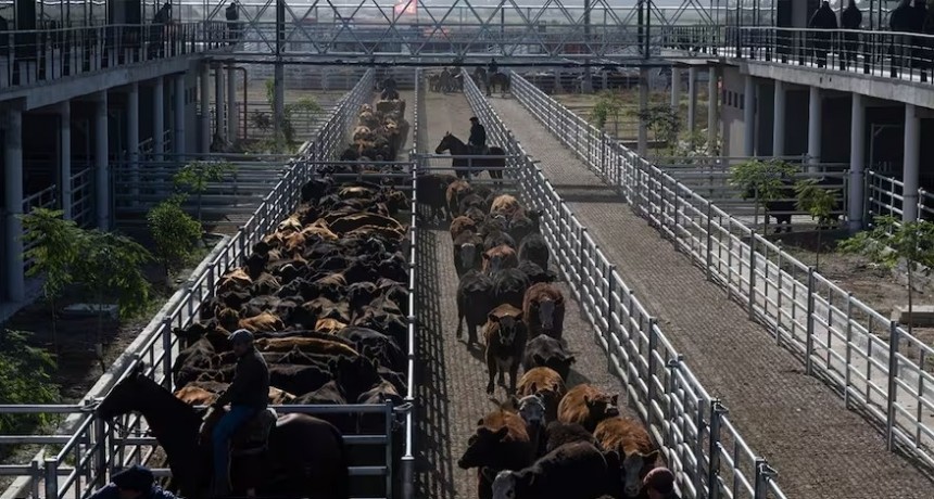 El precio de la hacienda trep&oacute; m&aacute;s del 13% durante la semana en el Mercado Agroganadero de Ca&ntilde;uelas