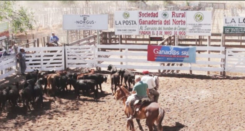 Hasta $ 1.300 se pagaron por terneros de invernada en Dean Funes