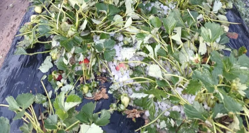 Nunca visto: el granizo arrasó la mitad de la superficie frutillera en Coronda 