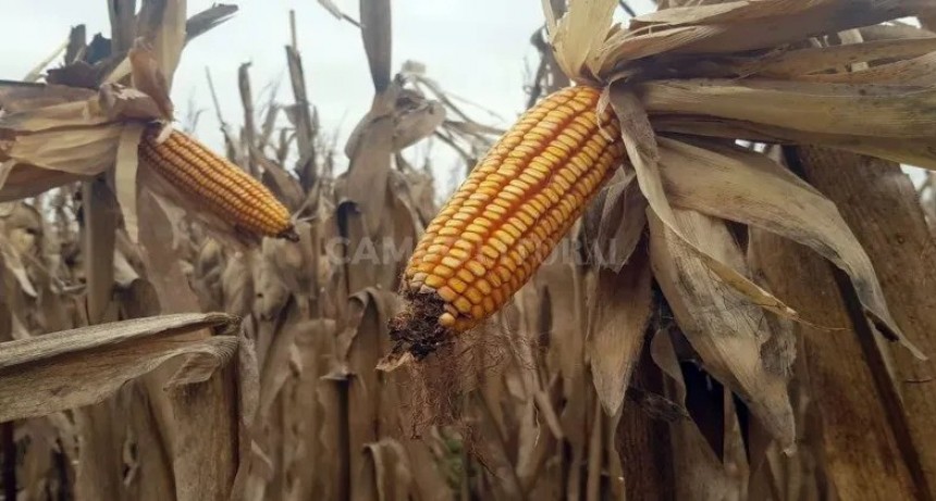 El bio etanol es el remedio 