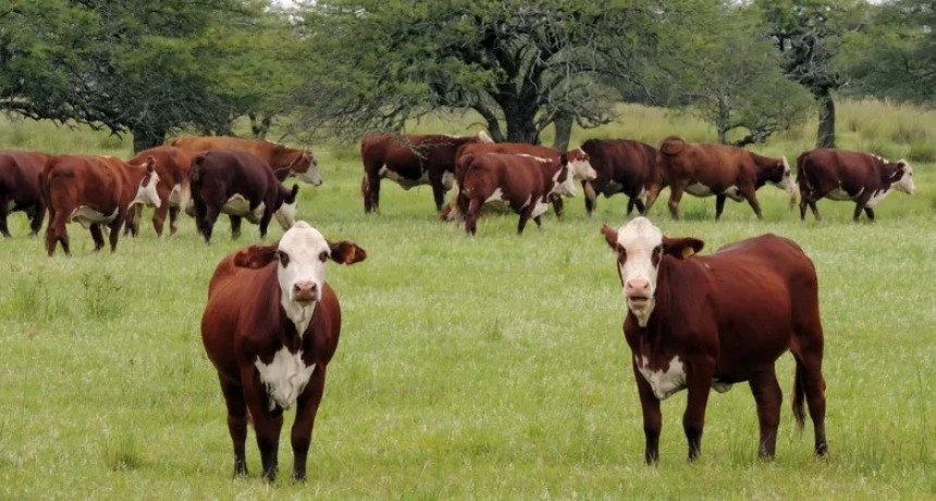 La UE no cede y confirma que en 2025 empieza a exigir carne y soja libres de deforestación