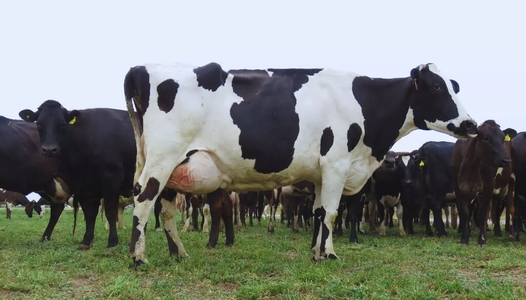 Un logro de la ciencia argentina: avanza el desarrollo de una vacuna eficaz contra la mastitis bovina