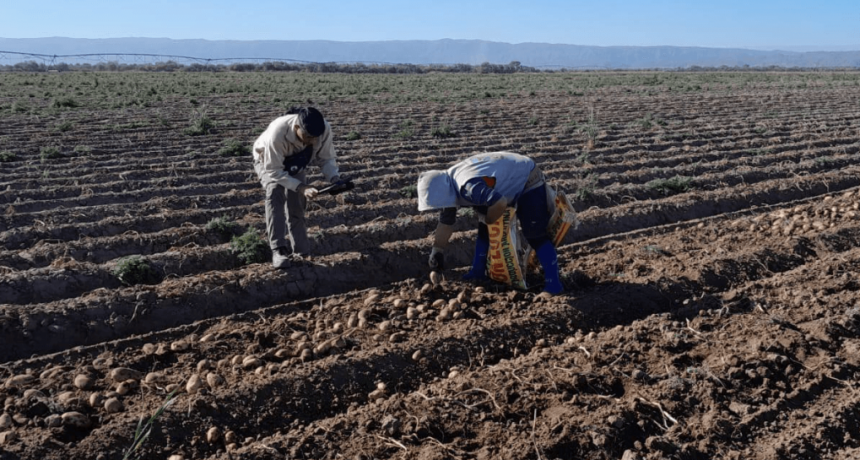 Más aumentos para trabajadores rurales: las nuevas escalas salariales, con un mínimo de $ 904.903