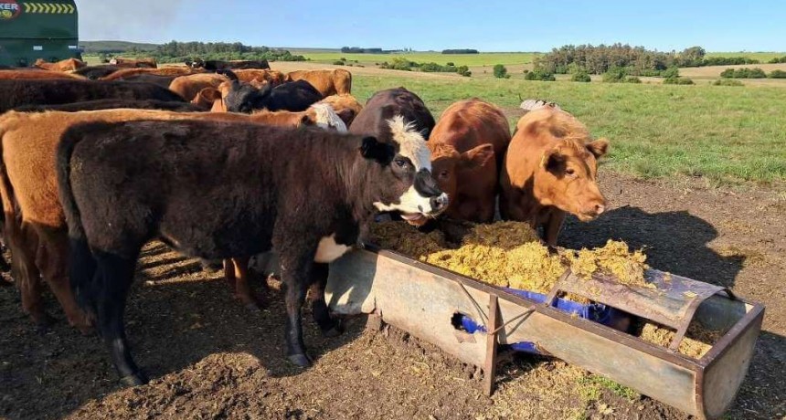 Un buen momento: desde la cría hasta el engorde, la ganadería transita una coyuntura de altos márgenes