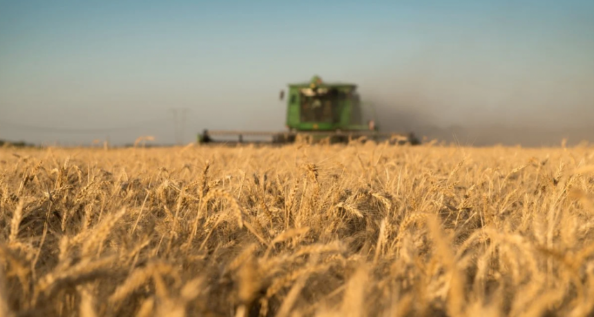 El trigo de la regi&oacute;n n&uacute;cleo con una expectativa de piso de 40 qq/ha