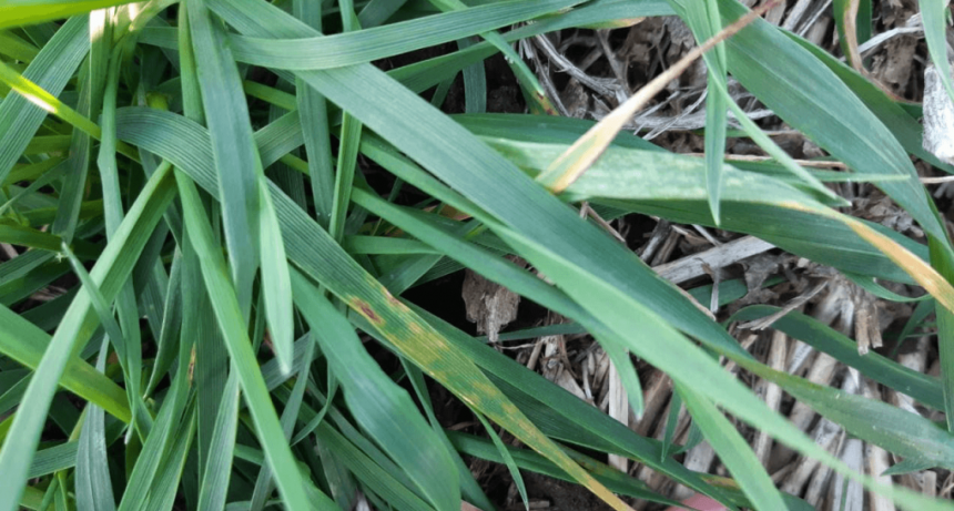 Mancha amarilla: una vieja enemiga del trigo ya enciende alarmas, por las condiciones ambientales