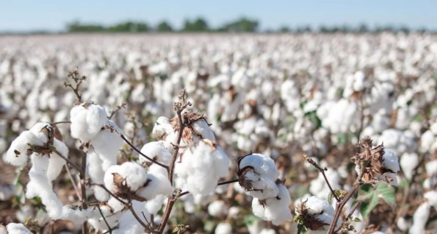Día Mundial del Algodón: incertidumbre en la cadena algodonera santafesina