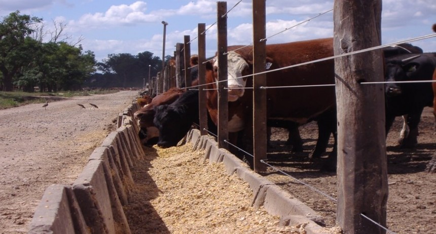 Se desacelera la faena bovina: ¿comenzó una fase de retención o es solo incertidumbre electoral?