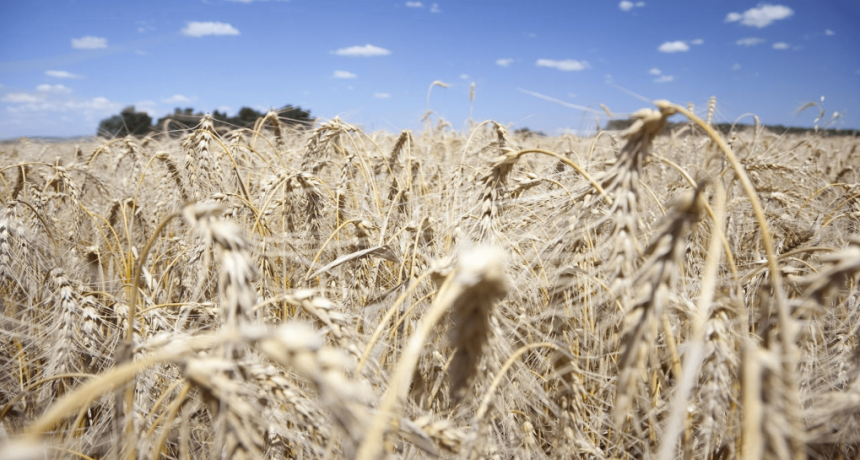 “Nunca vimos a los trigos así”: la cosecha va camino a alcanzar o superar el récord 2021/22