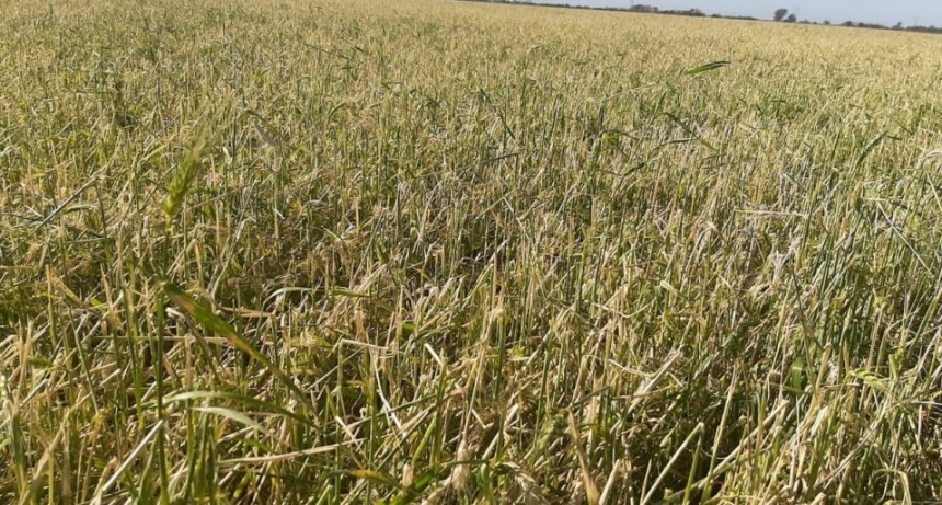 Trigo por el piso y productores golpeados: el saldo del fuerte temporal en San Justo