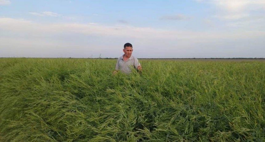La carinata expande su frontera productiva: un ensayo en el norte cordobés dejó muy buenos resultados