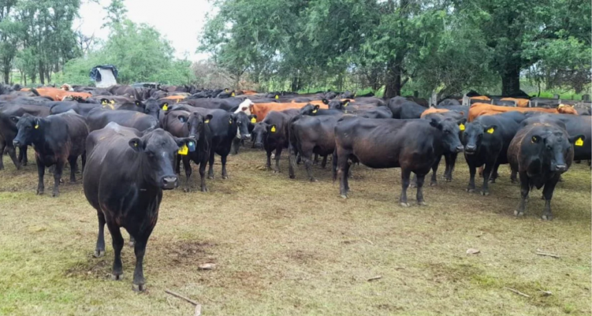Cercas virtuales: cómo funciona la tecnología que reemplaza alambrados en la ganadería argentina